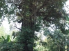 A large tree at the entrance of the land.